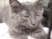 sleepy gray kitten email.jpg (9123 bytes)